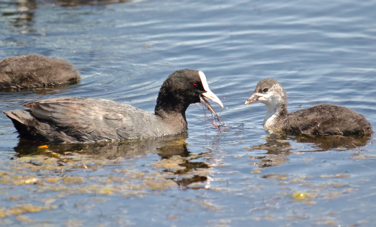 Our protected reserve on the south-east coast of Sicily, which - Bild 3